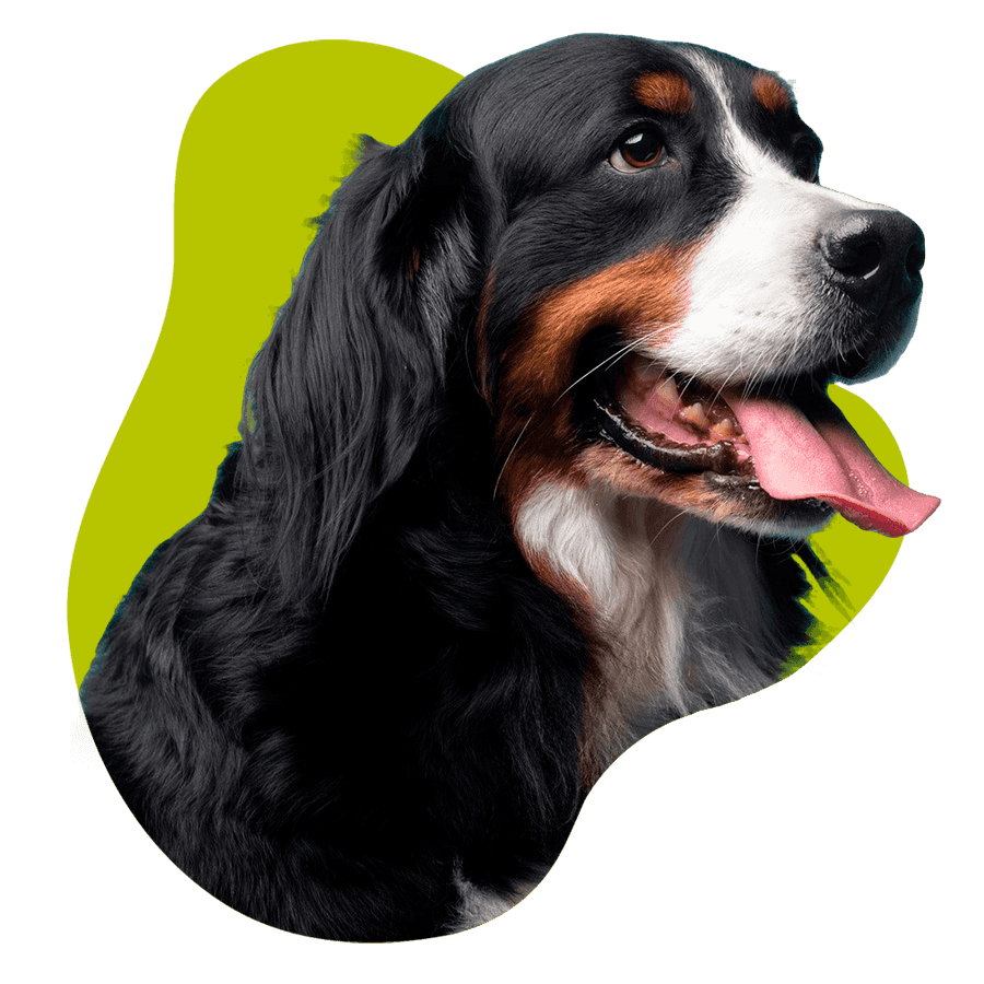 Cachorro feliz